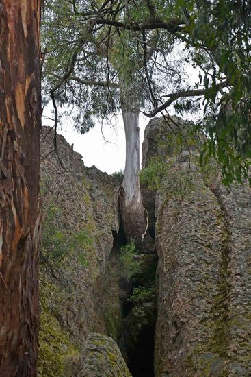 ...na diesen Baum, der auf einem Felsenvorsprung wächst. Wie macht der das nur???