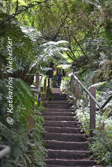 Ein recht humanes Stück der Stufen... es gab auch welche, die nicht ganz so einfach zu nehmen waren... Trotzdem sind die Abstände zu den Stufen recht groß. So groß sind die Australier nun auch wieder nicht.... Der Weg wird hier aber gerne zum Hoch und Runter-Joggen benutzt - wie kann man nur auf so eine Idee kommen???