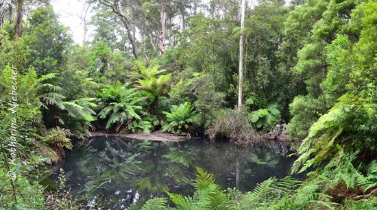 Die Belohnung nach den "1000 Stufen" (gefühlte 2000) und ungefähr 2,5km - ein kleiner See (stehendes Gewässer), welcher schön bewachsen ist.