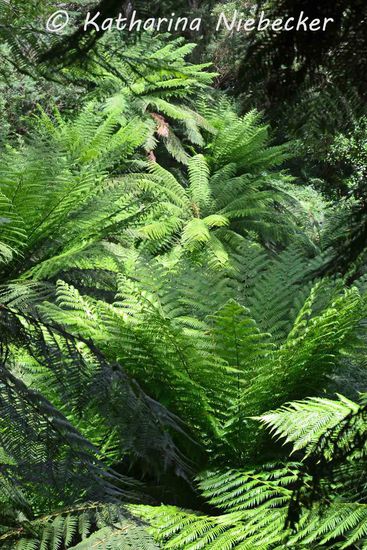 Die Aussicht auf die Farnbäume beim Hinuntergehen der "1000 Stufen"