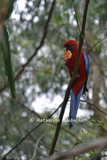 Während des Picknicks konnte ich diesen kleinen Rosella dabei beobachten, wie er einen geklauten Keks genoss... (nicht von uns geklaut)