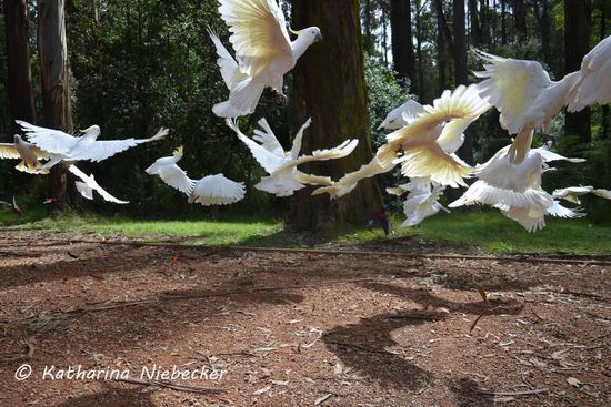 Nach der Ankunft auf "Grants Picnic Ground" die ersten Kakadus, welche erst einmal flüchten....