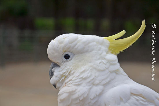 Nahaufnahme eines Kakadus - noch sind wir unversehrt...
