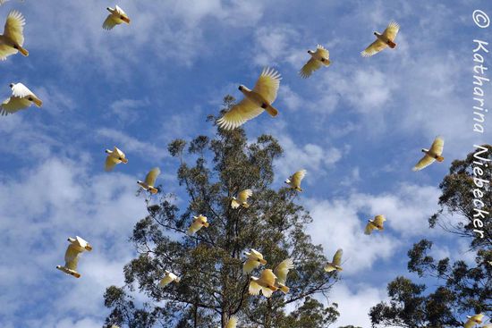 Futter fast alle - Kakadus satt und auf und davon....