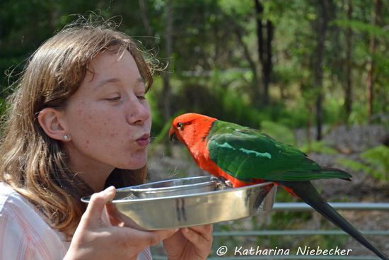 Nun traute sich dieser hübsche Kerl zu uns - ein "Australian King Parrot" etwas scheu, aber wunderschön.... Darf ich den mitnehmen? Nein? Och menno.... so bekomme ich ja nie meinen Zoo zusammen....