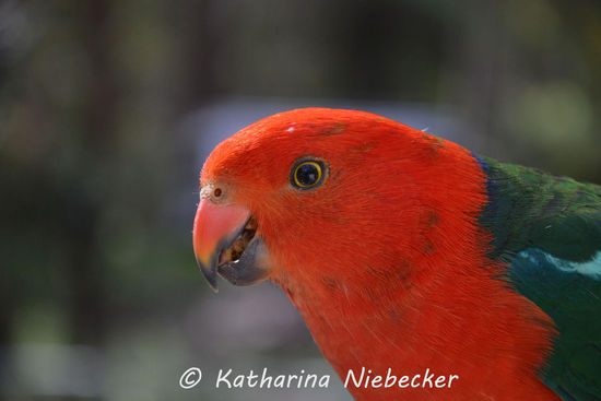 Nahaufnahme des "Australian King Parrots"