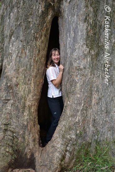 Erster Fotostop - ein riesengroßer Baum mit einer natürlichen Höhle....
