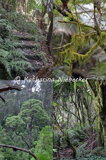 Ein paar Aufnahmen aus dem Regenwald... oben links noch schwach erkennbar ist die alte Steinstufen-Treppe, welche früher zum Wasserfall hinunter geführt hat. Von oben nicht mehr ersichtbar, habe ich sie auf meinem Querfeldein-Weg nach unten entdeckt. Man braucht ja schließlich gute Fotos und das geht von oben ja schlecht...