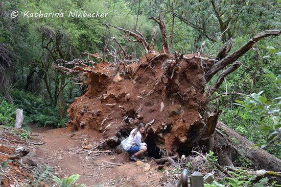 Ein kleiner Größervergleich - Cat vor den Wurzeln eines umgestürzten Baumriesen.... Da müssen schon so einige Kräfte von Nöten gewesen sein, um diesen Baum aus der Erde zu reißen.... Der Weg war noch nicht wieder vollends restauriert...