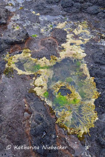 Wir kletterten ein wenig an der Küste über die Steine und fanden immer wieder diese "Pools", welche toll bewachsen waren...