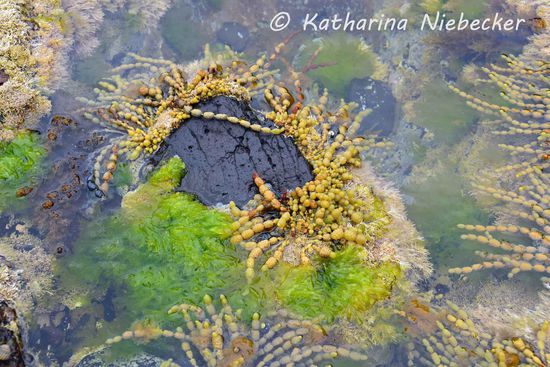 Nahaufnahme der Vegetation in den "Pools", welche bei Ebbe vom Meer getrennt sind.