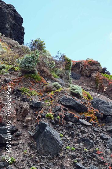 Die Vegetation der Gesteine... einfach nur wunderschöne Farben... (die Sonne schaffte es zwischendurch, sich durchzusetzen gegen die Wolken)