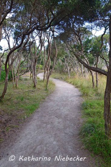 Der gut angelegte Wanderweg "Coles-Track" mit der immer gleich bleibenden Vegetation, welcher uns von der ehemaligen Landungsbrücke der Quarantäne-Station bis zur Spitze der Halbinsel brachte.
