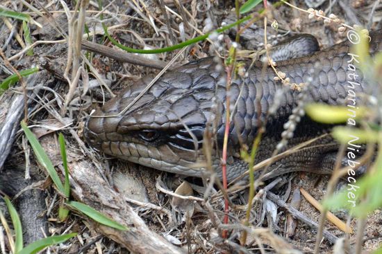 Nachdem wir doch ein wenig enttäuscht  von der Mornington Peninsula waren (mag auch am Wetter gelegen haben), gab es zum Abschluß des Walks an der Spitze immerhin noch ein wenig Wildlife zu sehen. Hier mein erster Blue Tongue Lizard (ein Exemplar des "Gemeiner Blauzungenskinks")