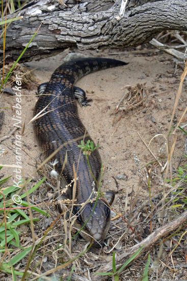 An der westlichsten Spitze ware dieser kleine Kerl zu finden.