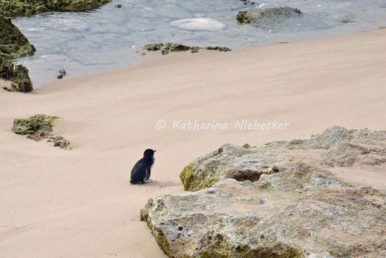 Dieser kleine Pinguin stand unbeweglich am Strand. Vom Weg oben an den Klippen konnte man ihn kaum erkennen, weshalb wir ein wenig hinab geklettert sind. Schon komisch, warum er zum späten Nachittag dort alleine stand, zumal sonst kaum Spuren von Pinguinen zu sehen waren. Auch hier sollen die Abhänge angeblich vermient sein, doch dem glaube ich nicht so ganz, denn dann wären sie auch wirklich abgesperrt.