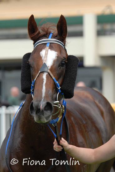 "Alezan Thunder" - so schweißnass war sie leider auch schon vor dem Rennen im Führring.