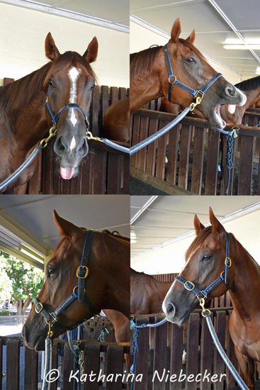 oben links: ganz schön frech, mir einfach die Zunge rauszustrecken...
oben rechts: das lange Warten vor dem Rennen kann müde machen...
unten: was für ein hübscher Junge.... "Weekend Special"