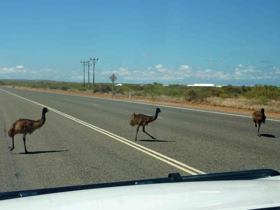 Emus gibt es hier zu Hauf und die blockieren auch gerne mal die Straße..... Hier noch ganz kleine Emus...