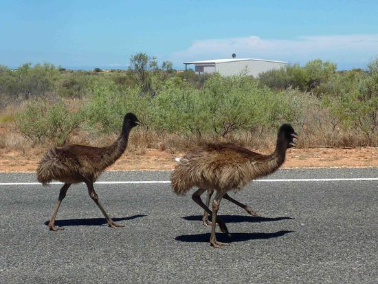 Oder sie laufen auch mal ein Stück auf der Straße mit.... Nur gar so schnell wie die Autos sind sie dann doch nicht....