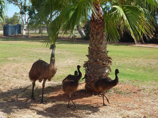 Seit die Stadt Palmen angepflanzt hat, kommen die Emus auch in die kleine und überschaubare Stadt. Sie nutzen sie als Nahrungsquelle.