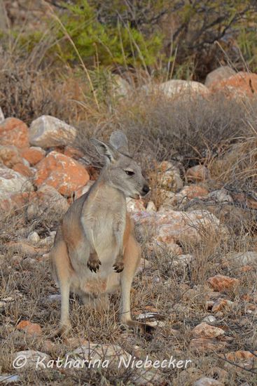 Auf der Heimfahrt mußten wir sehr vorsichtig fahren, denn zum späten Nachmittag kommen die Kängeruhs zum Vorschein, welche natürlich sehr gut an ihre Umgebung farblich angepasst sind.