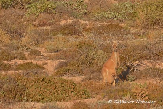 Ein "Big Red" mit Baby im Beutel......