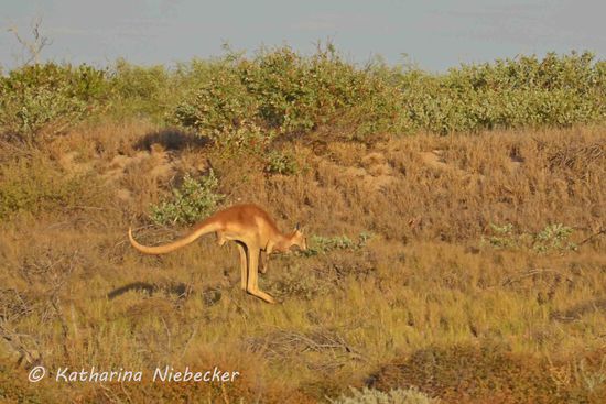 Und so sieht das in der Bewegung aus...... Hüpf, hüpf, hüpf.......