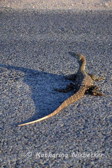 Der Buntwaran hat mir am besten heute gefallen.... Er lag einfach so auf der Straße rum und hat sich dort gesonnt.... Was für ein schönes Leben....