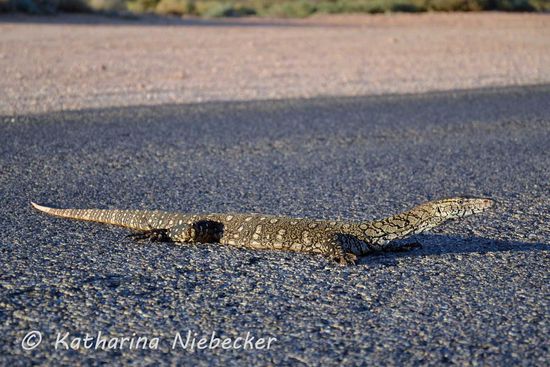 Hier noch ein Schnappschuss, kurz bevor er sich entschied.......