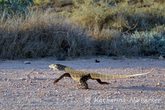 ....doch abzuhauen.... Ich war ihm wohl nicht so geheuer....