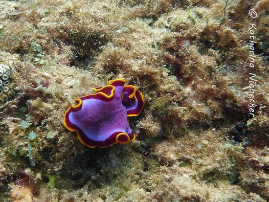 Pseudoceros ferrugineus - The fuchsia Flatworm (Strudelwurm)