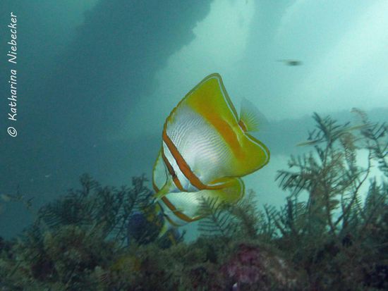 Copperband butterfly fish - Falterfisch