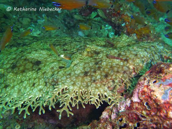 Tasseled Wobbegong Shark (Teppichhai)