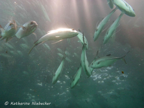 Trevally Fish - Stachelmakrelen