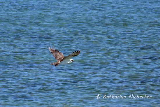 Überall am Wasser kann man Seeadler beobachten...