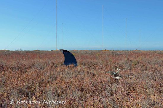 Auf dem Weg zur Bundegi Bay kamen wir an dem "Landshark" vorbei. Dem einzigsten "Landshark" auf der Welt. Die Geschichte dazu: Angeblich strahlen die Sendemasten der Militärbasis Radioaktivität aus. Bei einem Sturm hat es einen Hai auf das Halbinsel nahe eines Sendemasten getragen. Durch die Radioaktivität haben sich seine Kiemen zu einer Lunge verändert und nun treibt er an Land sein Unwesen.  Hin und wieder kann man ihn sichten....