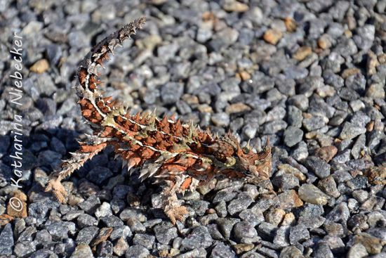 Mein erster "Thorny Devil", ein Dornteufel - hier sitzt er noch auf der Straße
Er ist eine Art der australischen Agamen, welche hauptsächlich die Trockengebiete von Zentral- und Westaustralien bewohnt und sich von Ameisen ernährt.