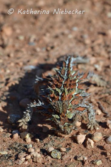 Axel hat ihn dann aufgehoben und an den Straßenrand gesetzt, damit er nicht überfahren wird, denn angeblich sind sie nicht sehr häufig anzutreffen.
