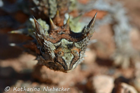 Der Kleine war so geschockt, dass er sich nicht mehr bewegte - wenn sich ein Räuber nähert, erstarren sie in ihrer momentanen Position, was sie quasi fast unsichtbar erscheinen läßt. Sie sind farblich ihrer Umgebung hervorragend angepasst und sind zur physiologischen Farbänderung fähig.