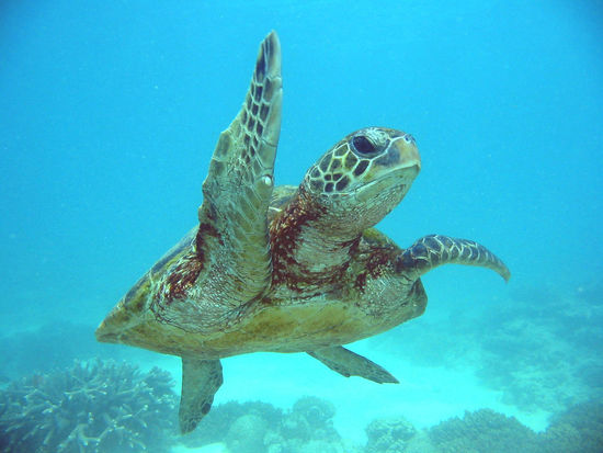 Immerhin haben wir eine Schildkröte noch gesehen, doch das war auch der Moment, wo wir unseren Guide verloren haben.....