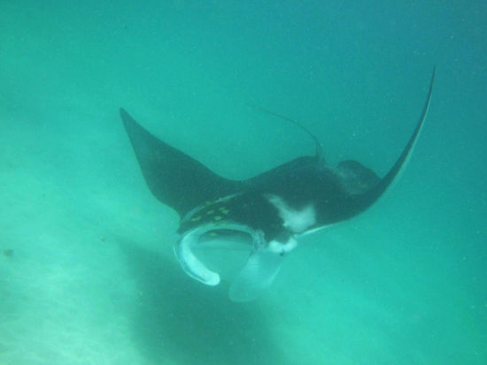 "Unser" Riffmanta, welcher eine Flügelspannbreite von knapp 4 Metern aufwies.