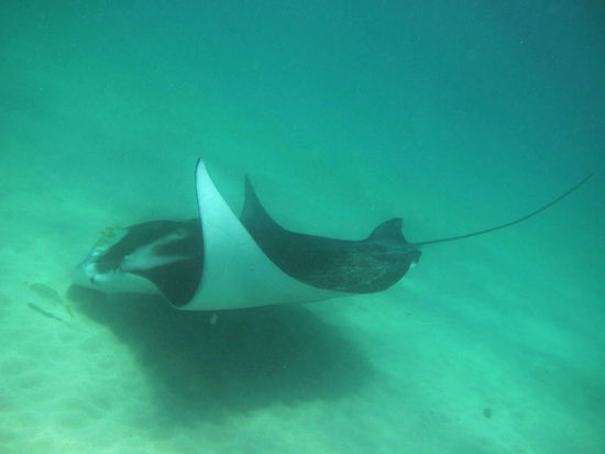 Riffmanta sind deutlich kleiner als ihre Kollegen der Riesenmantas und leben auch nur küstennah.