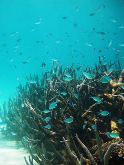 Noch ein kurzer Blick auf das Riff, bevor ich wegen der starken Strömung wieder zum Boot schwimme. Was machen Anfänger nur bei solchen Bedingungen??? Wollten die ein paar Gäste loswerden???