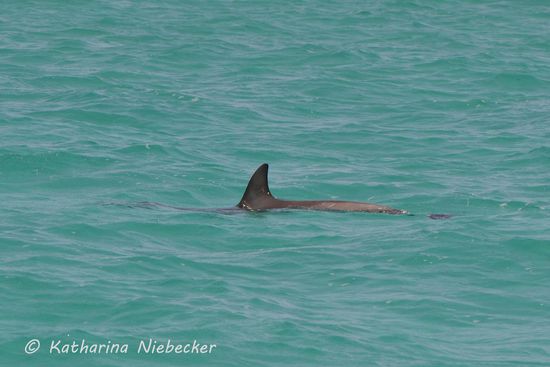 Den hatte ich doch glatt vergessen zu erwähnen! Auf der Rückfahrt hatten wir kurz vor dem Hafen noch die Sichtung eines Bottlenose-Dolphins. Immerhin ein schöner Abschluß der Tour!