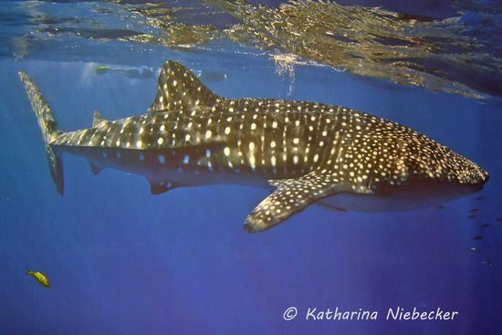 Die Hauptattraktion von Exmouth und Coral Bay sind die jährlichen Sichtungen der Walhaie, der größten Fische in den Ozeanen......