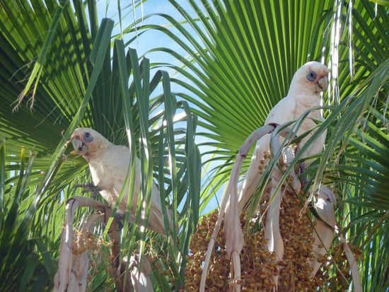 Kakadus sitzen hier zu Hauf in den Palmen und haben am Morgen ihr Frühstück, so wie wir auch.....