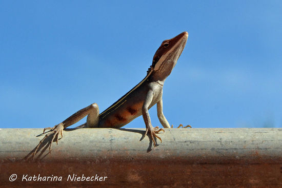 Dieser "Stripy" aalte sich während unseres Frühstücks in der Sonne..... Ideal für mich zum Fotografieren......
