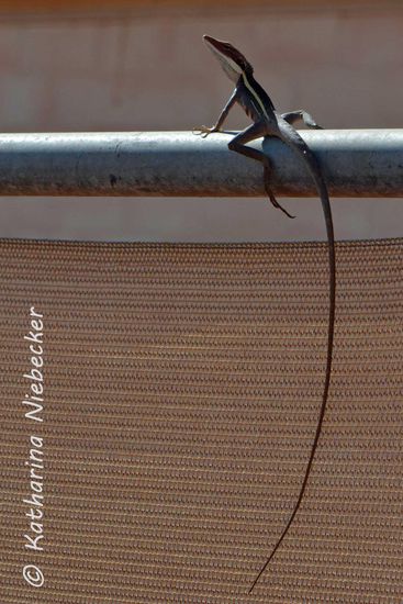 "Stripys" Schwanz war länger als seine eigentliche Körpergröße.