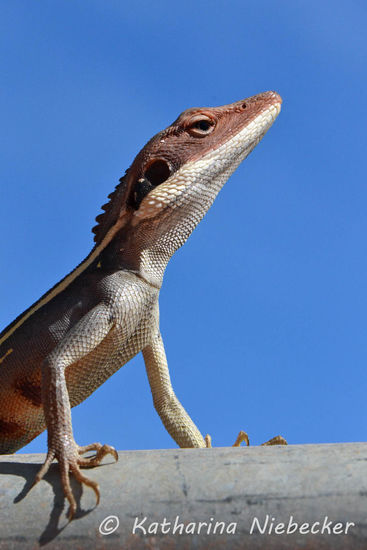Ich weiß nicht warum, aber irgendwie mag ich Echsen.....